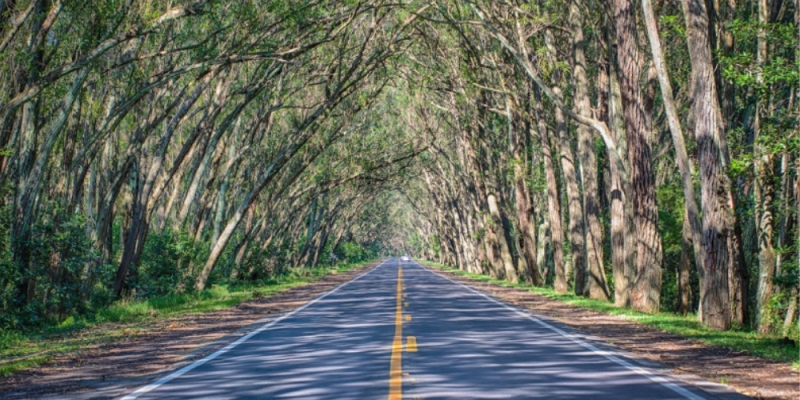 Imagem de uma rodovia rodeada de árvores